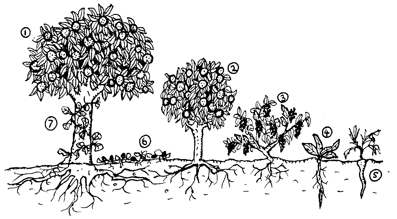 7 layaers fo a food forest