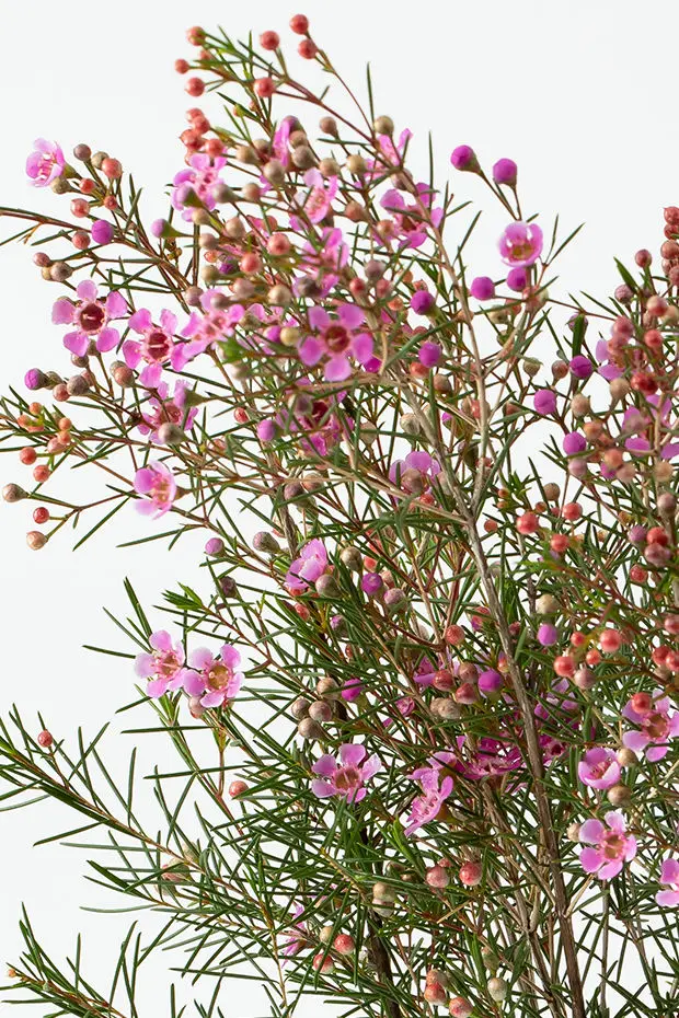 Waxflower New Eden