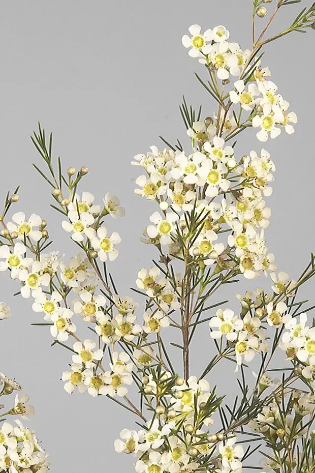 Waxflower Ofir