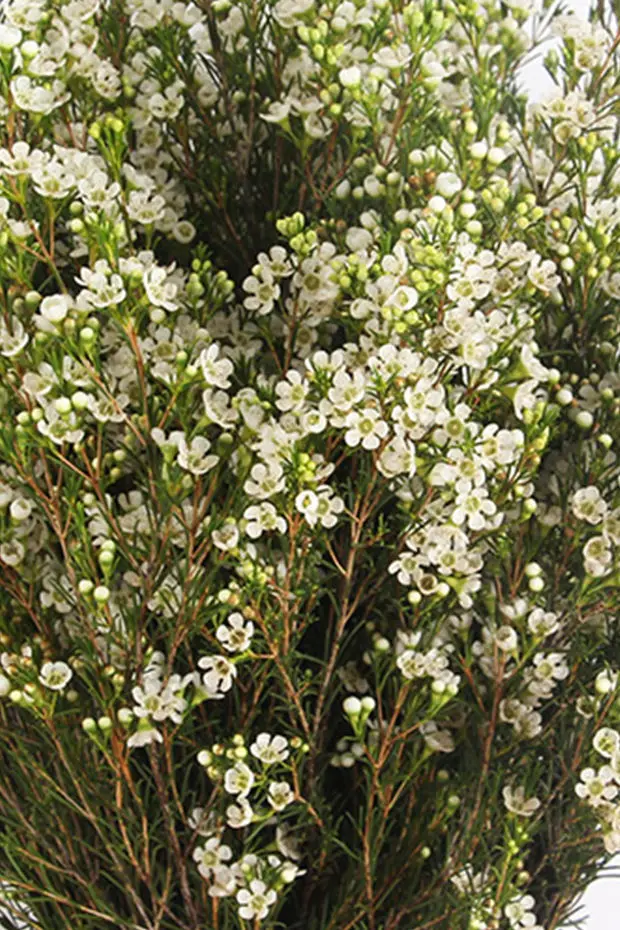 Waxflower Luna